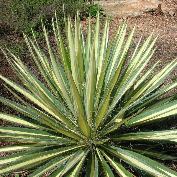 FSS Yucca Extract PF