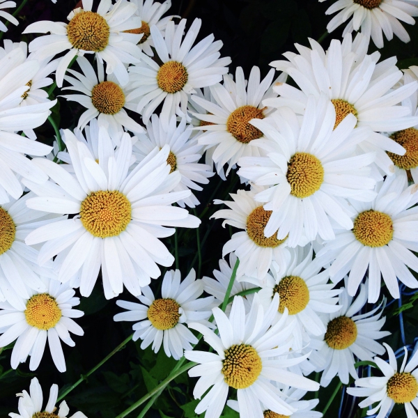FSS Daisy Extract BG PF
