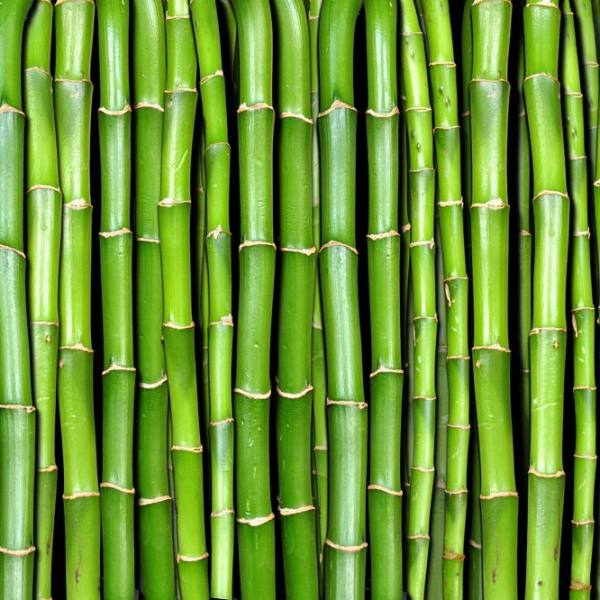 FSS Bamboo Extract OS