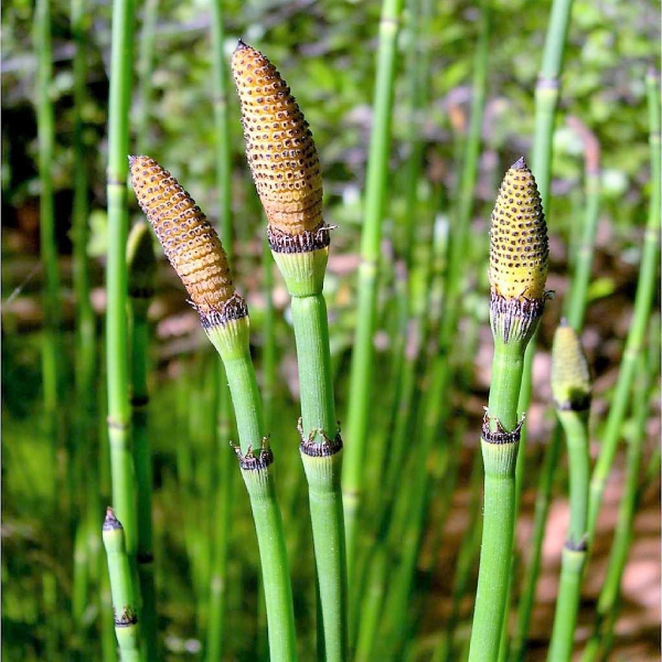 FSS Horsetail Extract AQ