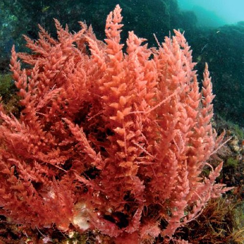 FSS Red Algae Extract