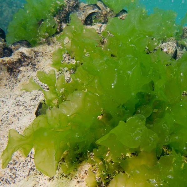 FSS Algae & Sea Water Blend G