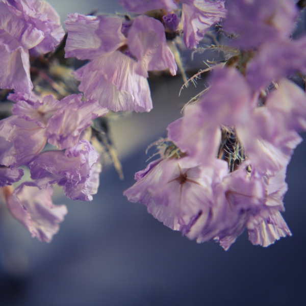 FSS Crispus Sea Lavender OS