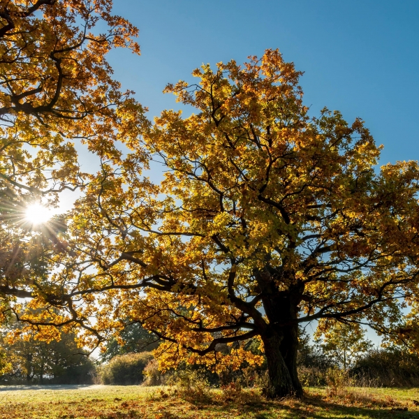 Phyto-Biotics Quercus®