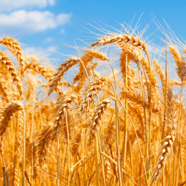 FSS Foaming Wheat PF
